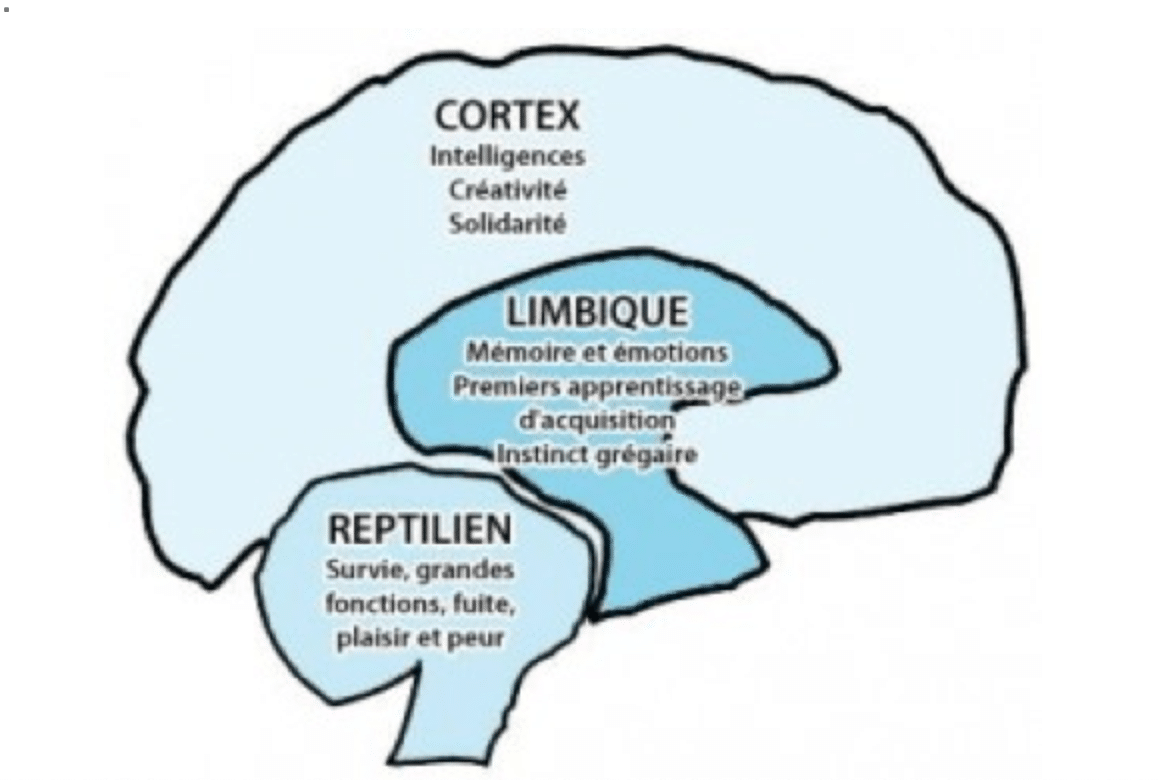 Cerveau humain